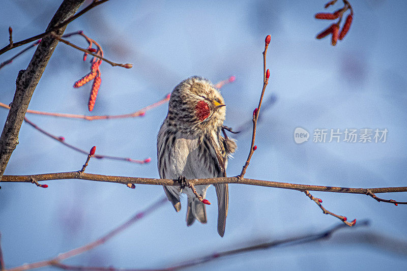 燃烧的sizerin或sizerin cabaret (Acanthis flammea, Carduelis flammea)，共同的Redpoll。